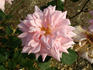 Madame Dailleux rose photo