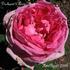 Duchesse d'Aoste rose photo