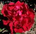 Duc de Wellington rose photo
