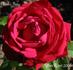 Charles Gater rose photo
