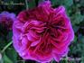 Victor Parmentier rose photo