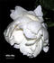 Milky Way rose photo