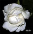 Milky Way rose photo