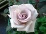 Quicksilver rose photo
