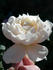 SAXLB3 rose photo