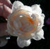 SAXLB3 rose photo
