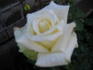Honeymoon rose photo