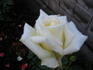 Honeymoon rose photo