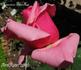 Chanoine Tuaillon rose photo