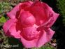 Andenken an Moritz von Fröhlich rose photo