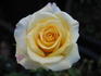 Piña Colada rose photo