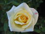 Piña Colada rose photo