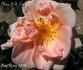 Madame J.B. Croibier rose photo