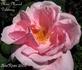 Madame Marcel Delanney rose photo