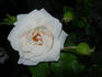 Silver Dawn rose photo