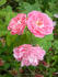 Pink Cardinal Hume rose photo