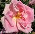 Souvenir d'Émile Zola rose photo