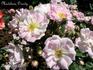 Madeleine Orosdy rose photo