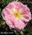 Madeleine Orosdy rose photo