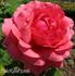 Hilda rose photo
