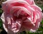 La France Victorieuse rose photo