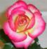 Best of 04 rose photo