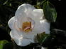 Silver Dawn rose photo