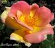 Madame S. Croza rose photo