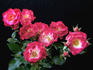 Bella Christina ™ rose photo