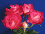 Bella Christina ™ rose photo