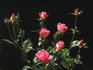 Bella Christina ™ rose photo
