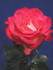Bella Christina ™ rose photo