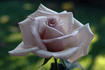 Quicksilver rose photo