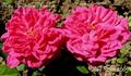 Madame Augustine Hamont rose photo