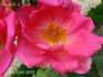 Elizabeth of York rose photo