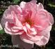 Madame Marcel Delanney rose photo