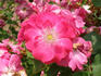 Pike's Peak rose photo