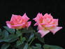 Hazel McCallion rose photo