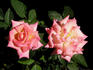 Hazel McCallion rose photo