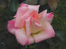 Hazel McCallion rose photo