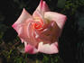 Hazel McCallion rose photo