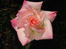 Hazel McCallion rose photo
