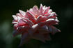 Emily rose photo