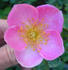 ARMLB1 rose photo