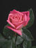 Grace Sharington rose photo