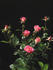 Bella Christina ™ rose photo