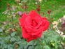 Burgund rose photo