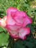 Elegance ® rose photo