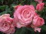 Elegance ® rose photo