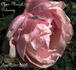 Madame Marcel Delanney rose photo